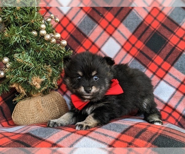 Medium Photo #4 Pomeranian Puppy For Sale in LINCOLN UNIVERSITY, PA, USA