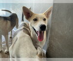 Small #1 German Shepherd Dog Mix