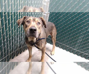 Mutt Dogs for adoption in Downey, CA, USA