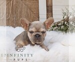 Small #3 French Bulldog