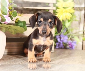 Dachshund Puppy for sale in MOUNT VERNON, OH, USA
