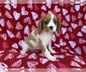 Cavalier King Charles Spaniel Puppy for sale in LAKELAND, FL, USA