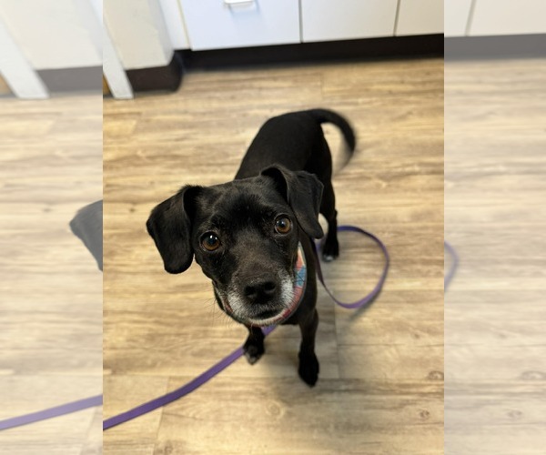 Medium Photo #1 Mutt Puppy For Sale in Shelburne, VT, USA