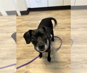 Mutt Dogs for adoption in Shelburne, VT, USA