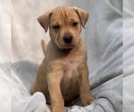 Small #16 Labrador Retriever Mix