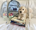 Small #3 English Cream Golden Retriever
