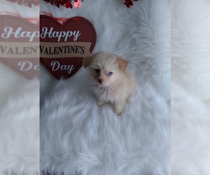 Maltipoo Puppy for sale in INDIANAPOLIS, IN, USA