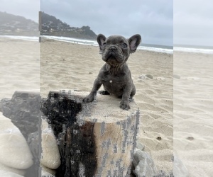 French Bulldog Puppy for sale in HAYWARD, CA, USA