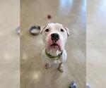 Small American Staffordshire Terrier Mix