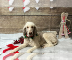 Small Photo #1 Poodle (Standard) Puppy For Sale in PORT ORANGE, FL, USA