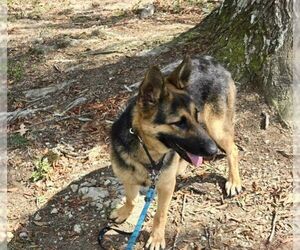 German Shepherd Dog Dogs for adoption in LOGANVILLE, GA, USA