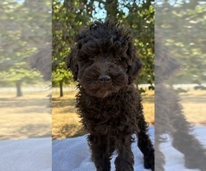 Aussiedoodle Miniature  Puppy for sale in OKLAHOMA CITY, OK, USA