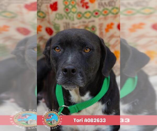 Medium Photo #2 American Bulldog Puppy For Sale in Mobile, AL, USA