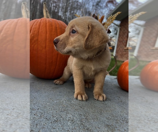 Medium Photo #7 Labrador Retriever Puppy For Sale in NEOLA, WV, USA