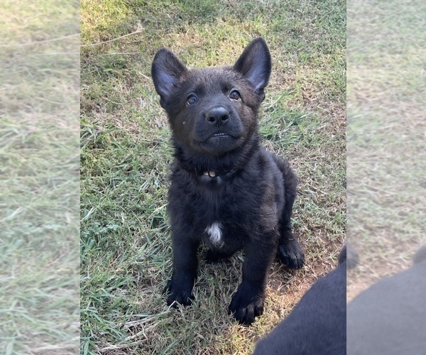 Medium Photo #2 German Shepherd Dog Puppy For Sale in WACO, TX, USA