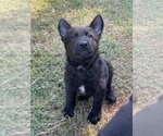 Small #1 German Shepherd Dog