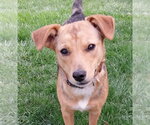 Small #24 Beagle Mix