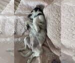 Small #7 Great Pyrenees Mix