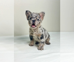 French Bulldog Puppy for sale in SAN DIEGO, CA, USA