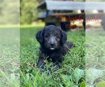 Small #1 Mutt-Poodle (Miniature) Mix