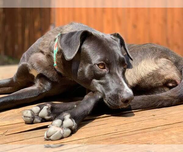 Medium Photo #12 Labrador Retriever-Unknown Mix Puppy For Sale in Orange Grove, TX, USA