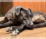 Small #11 Labrador Retriever Mix