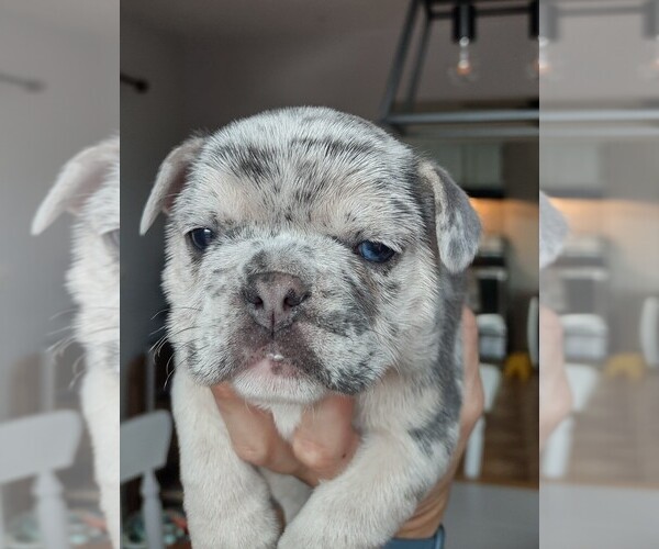 Medium Photo #1 French Bulldog Puppy For Sale in KNOXVILLE, TN, USA