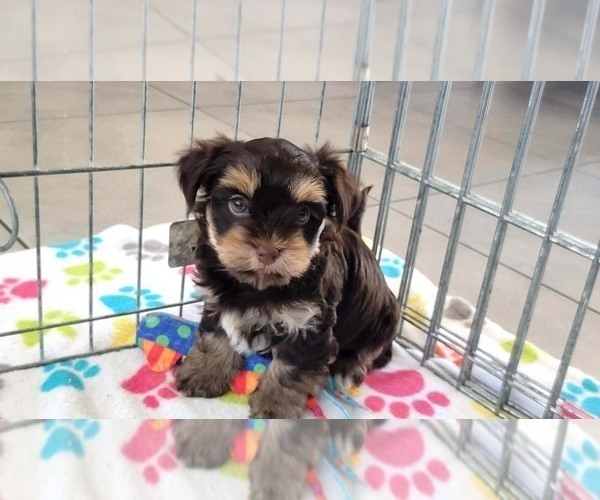 Medium Photo #9 Havashire Puppy For Sale in ORO VALLEY, AZ, USA