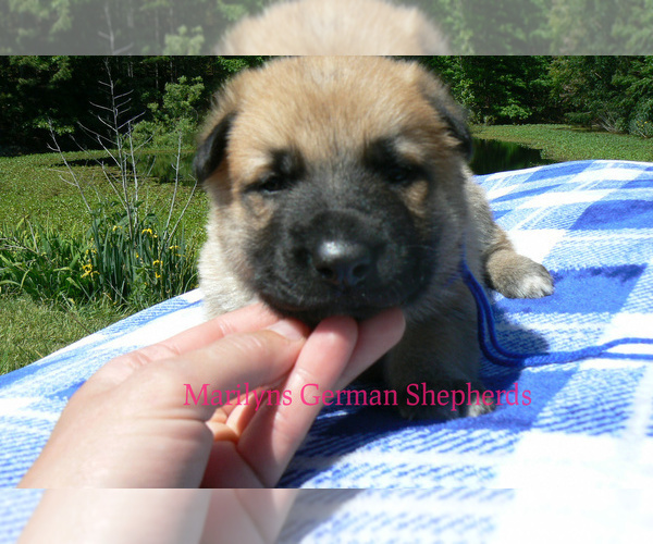 Medium Photo #4 German Shepherd Dog Puppy For Sale in PIEDMONT, MO, USA