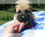 Small #3 German Shepherd Dog