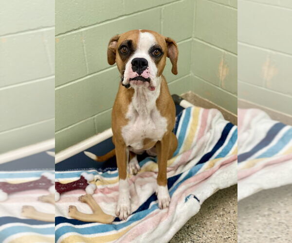 Medium Photo #2 Boxer Puppy For Sale in Austin, TX, USA