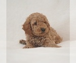 Puppy Biscuit Blue Goldendoodle (Miniature)