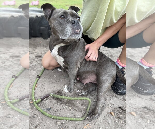 Medium Photo #12 Bulldog-Unknown Mix Puppy For Sale in Sanford, FL, USA