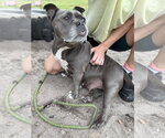 Small #11 Bulldog Mix