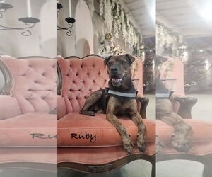Boxer-Unknown Mix Dogs for adoption in Topeka, KS, USA
