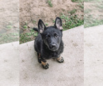Small Photo #2 German Shepherd Dog Puppy For Sale in CHRISTIANA, TN, USA
