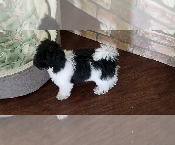Medium Photo #5 Poodle (Toy) Puppy For Sale in BRYAN, TX, USA