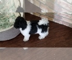Small Photo #5 Poodle (Toy) Puppy For Sale in BRYAN, TX, USA