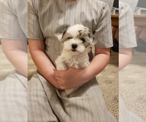 Havachon Puppy for sale in COTTAGE GROVE, TN, USA