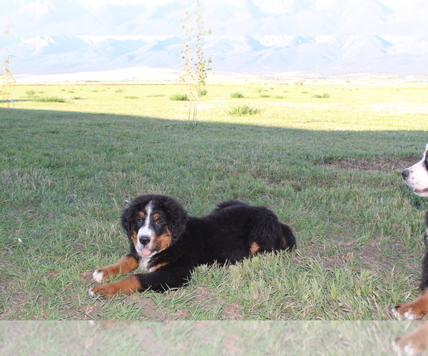 Medium Photo #2 Bernese Mountain Dog Puppy For Sale in WESTCLIFFE, CO, USA