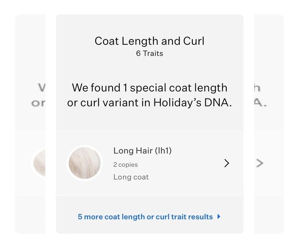 Medium Photo #9 Saint Bernard Puppy For Sale in SLAYTON, MN, USA