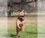 Small #10 Mutt