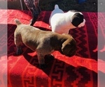 Small Photo #6 German Shorthaired Pointer Puppy For Sale in FLORISSANT, CO, USA
