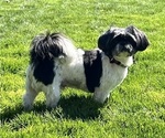 Small Photo #1 Shih Tzu Puppy For Sale in VANCOUVER, WA, USA