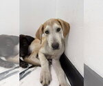 Aslan - Male Great Dane-Unknown Mix Dog for Adoption - Small photo