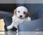 Small Photo #3 Cavapoo Puppy For Sale in PLEASANTON, KS, USA