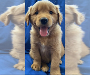 Golden Retriever Puppy for sale in SANTA ANA, CA, USA