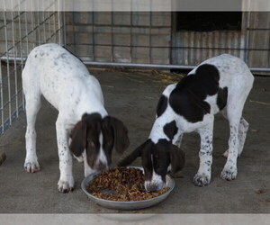 German Shorthaired Pointer Puppy for sale in FORT SCOTT, KS, USA