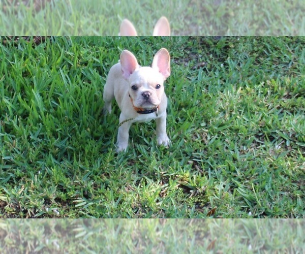 Medium Photo #9 French Bulldog Puppy For Sale in CAPE CORAL, FL, USA