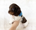 Small #6 Dachshund